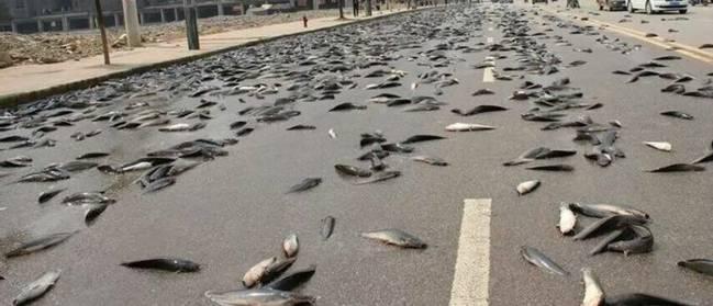 空中降魚(yú)視頻 揭秘罕見(jiàn)空中降魚(yú)現象原理，末日預兆恐怖的空中降魚(yú)實(shí)圖