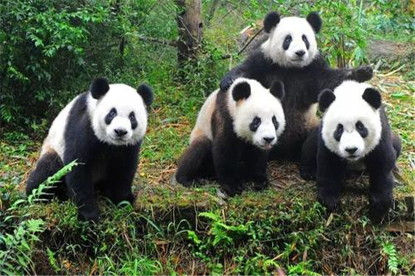 大熊貓為什么是國寶的原因？為什么大家稱(chēng)大熊貓為國寶