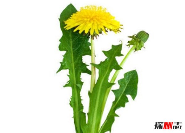 古代如何驗孕?揭秘古代驗孕的十大方法(堪稱(chēng)奇葩)古代如何驗孕?揭秘古代驗孕的十大方法(堪稱(chēng)奇葩)