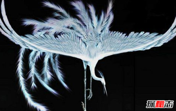 古代五鳳指的是什么?傳說(shuō)中的五鳳圖片(鸑鷟身為黑或紫色的鳳凰)