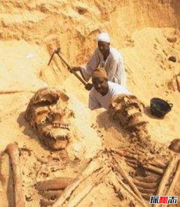 古代有巨人嗎,中外都挖出過(guò)古巨人遺骸