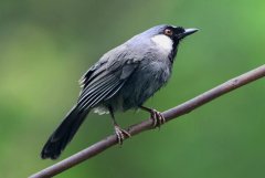 黑喉噪鹛：中國(guó)著名籠養(yǎng)鳥(niǎo)，群體性強(qiáng)