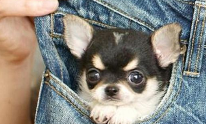 茶杯犬多少錢(qián)一只