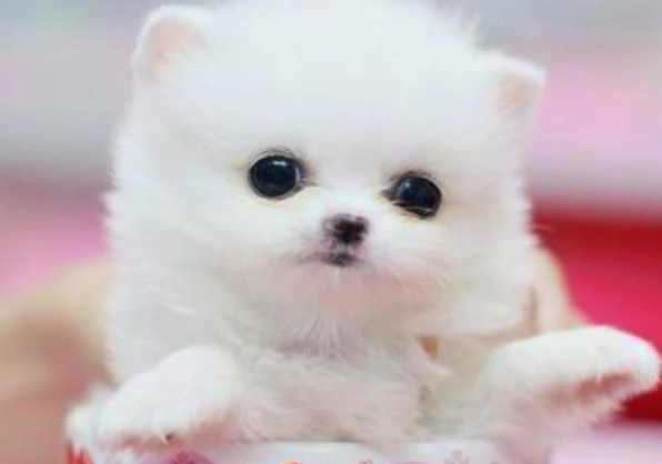 茶杯犬多少錢(qián)一只