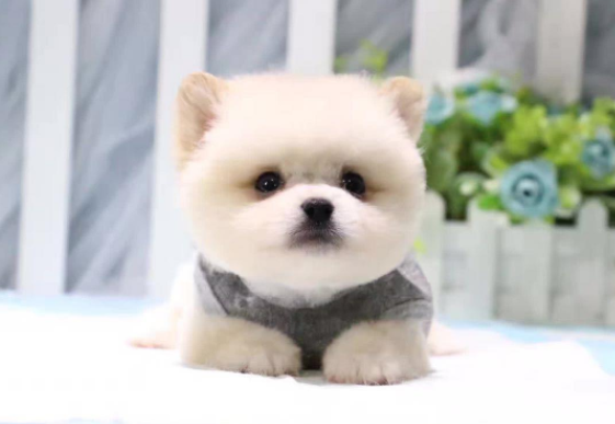 茶杯犬多少錢(qián)一只