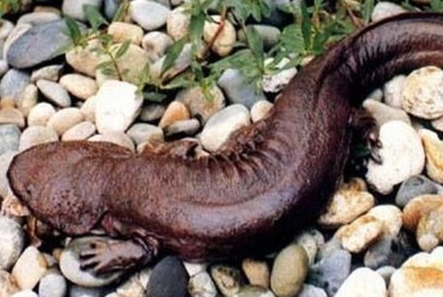 娃娃魚(yú)，學(xué)名叫大鯢,又叫作人魚(yú)