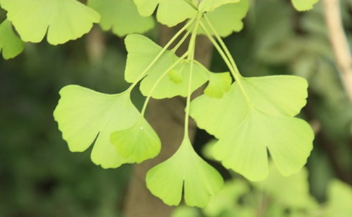 銀杏的葉片不僅美觀(guān).而且還有 很高的藥用價(jià)值。
