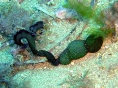 Bonellia viridis　綠螠蟲(chóng)
