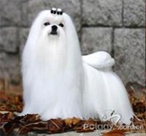 馬爾濟斯犬