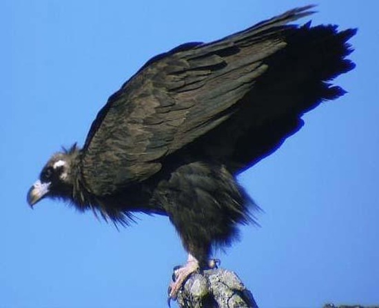 禿鷲英文名叫Cinereous Vulture，又名禿鷹 狗頭雕 狗頭鷲 座山雕